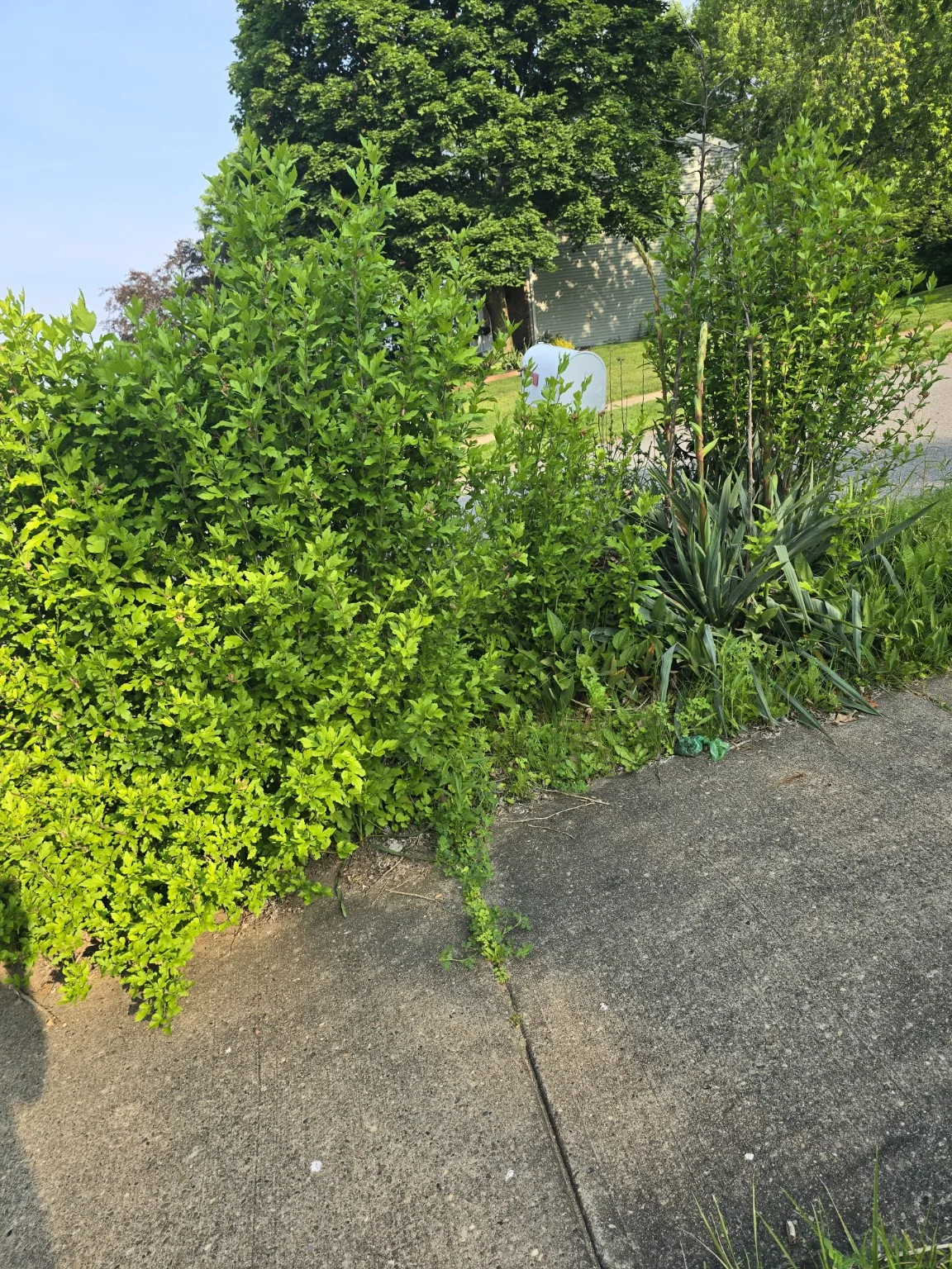 Yard and landscaping project before cleanup