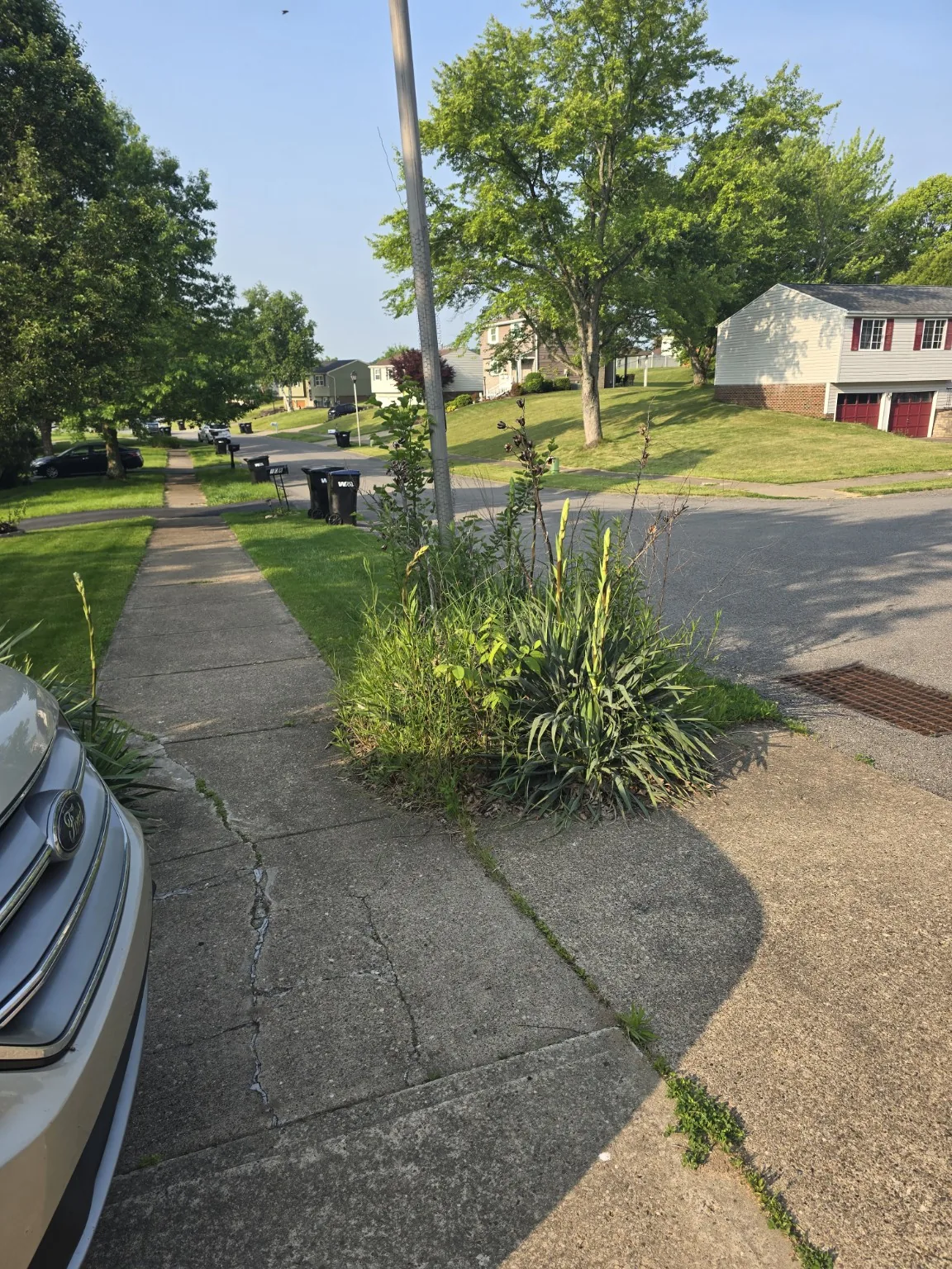 Yard and landscaping project before cleanup
