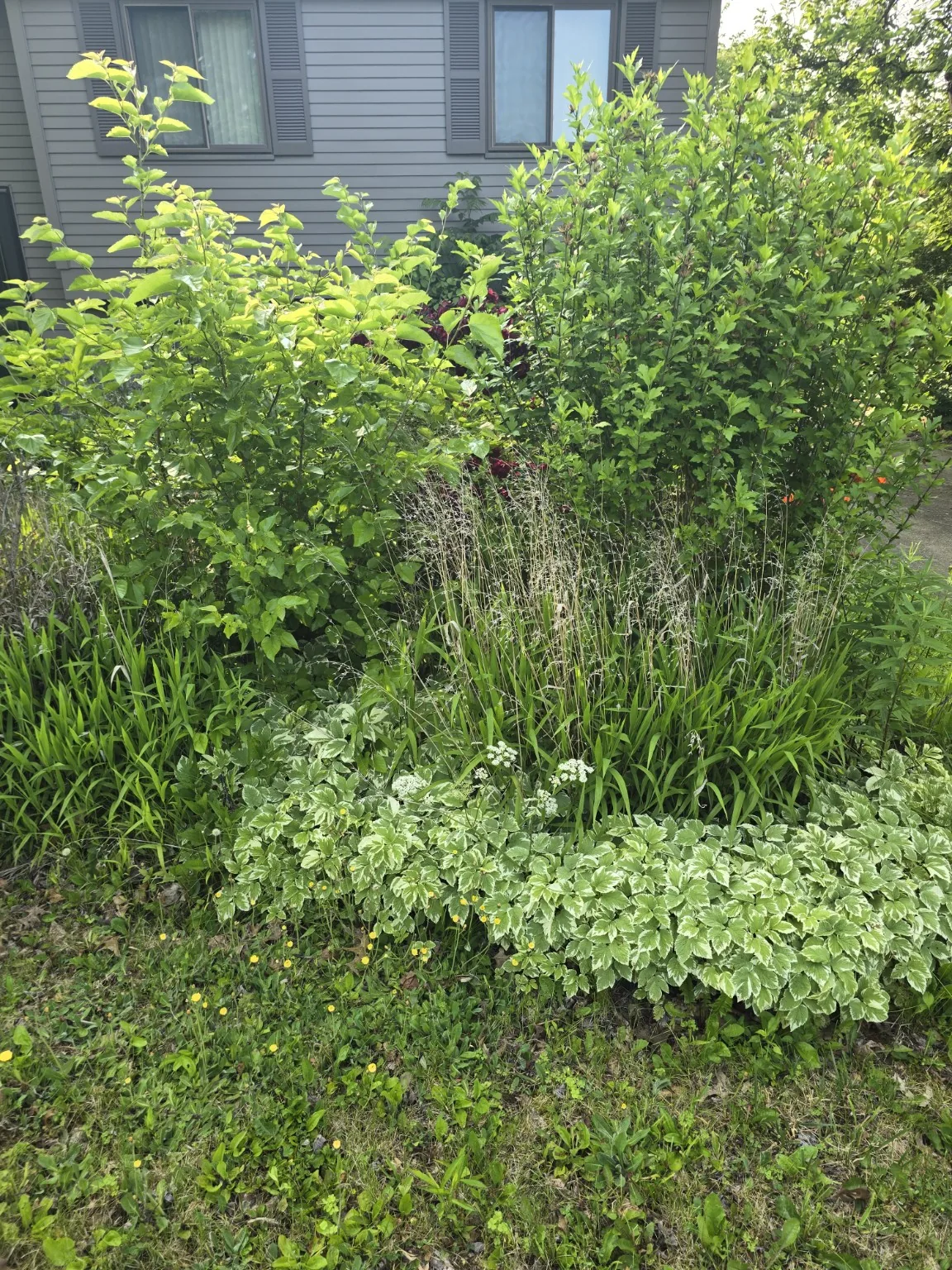 Yard and landscaping project before cleanup