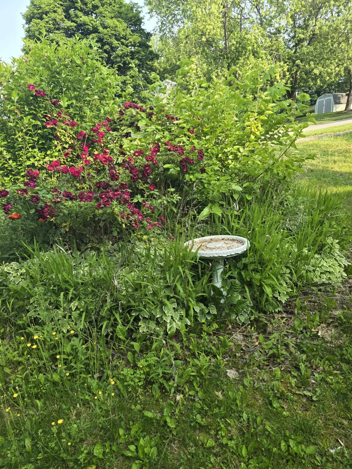 Yard and landscaping project before cleanup
