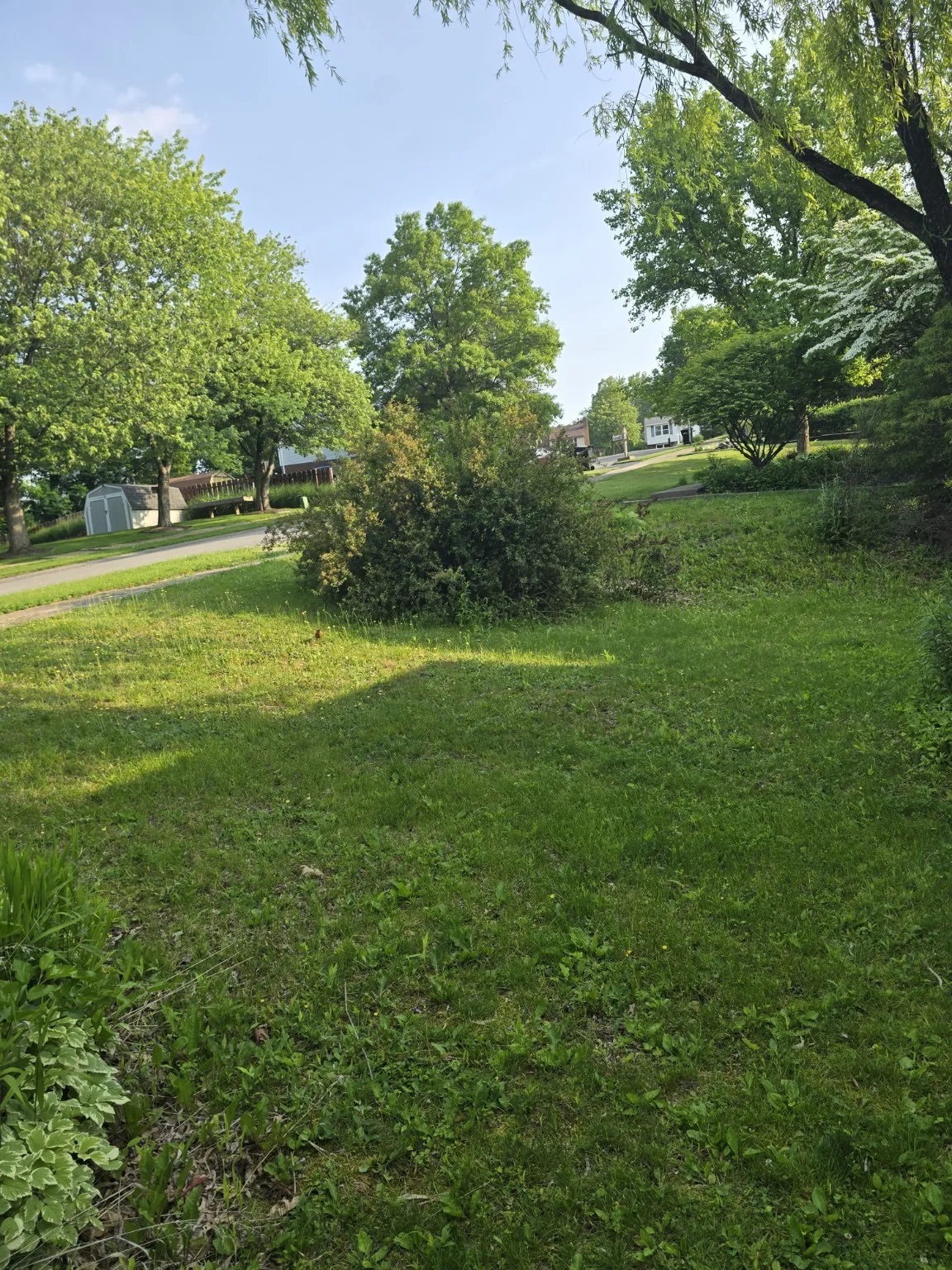 Yard and landscaping project before cleanup