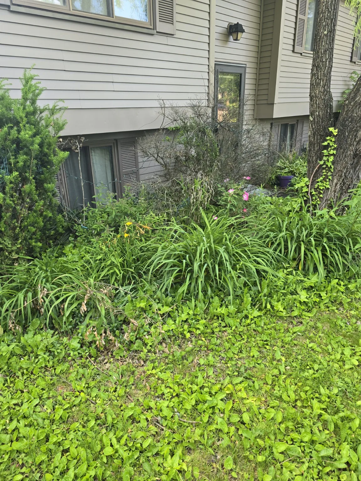 Yard and landscaping project before cleanup