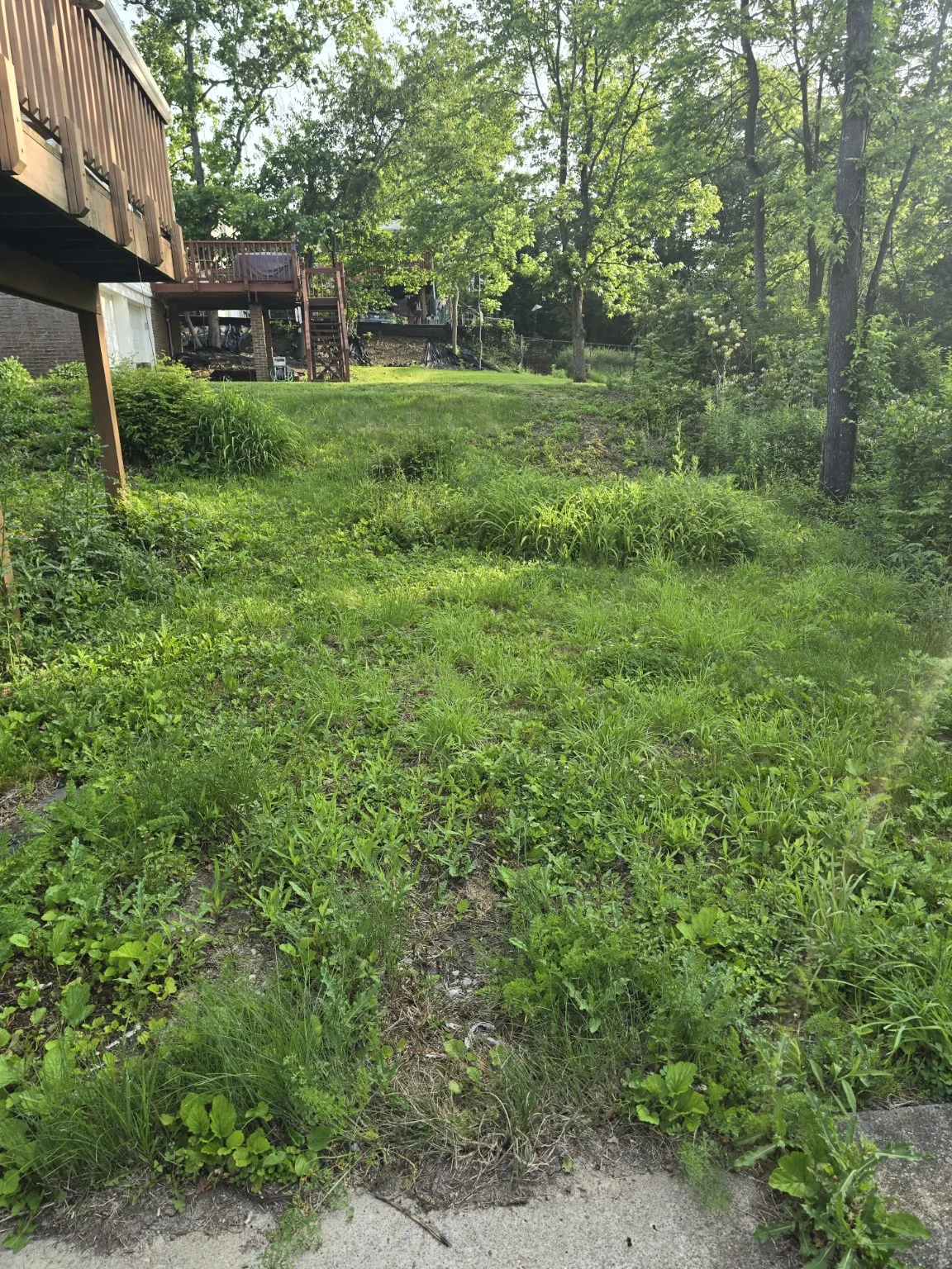Yard and landscaping project before cleanup