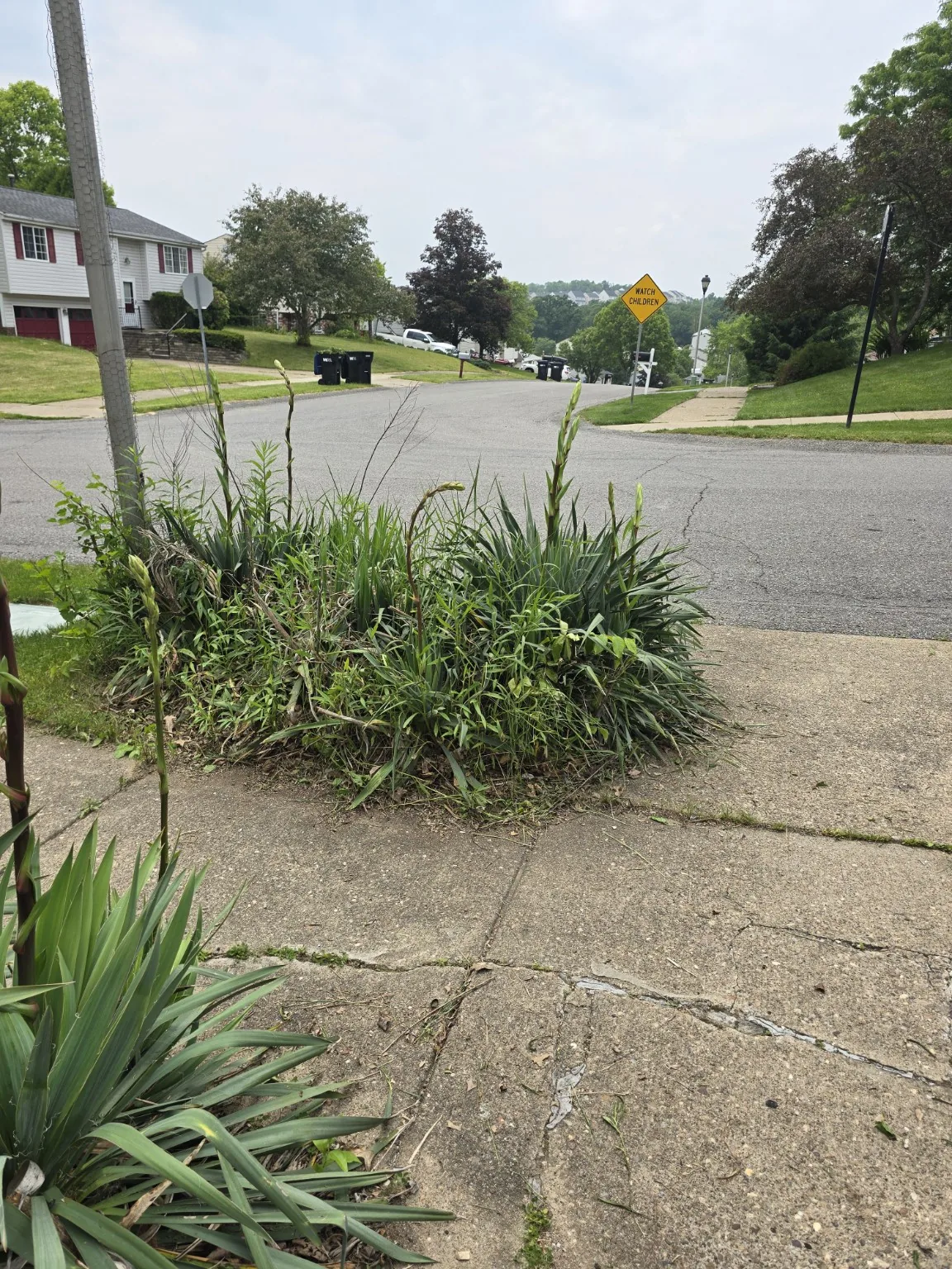 Yard and landscaping project before cleanup