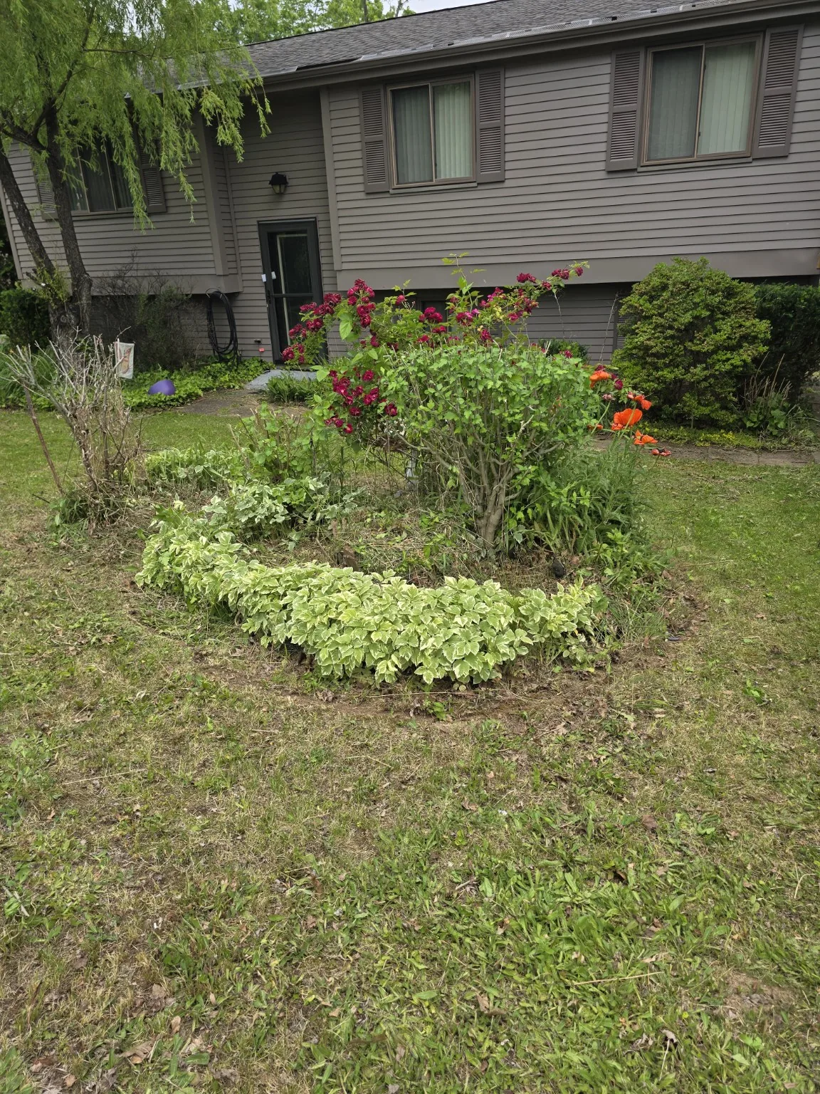 Yard and landscaping project after cleanup work