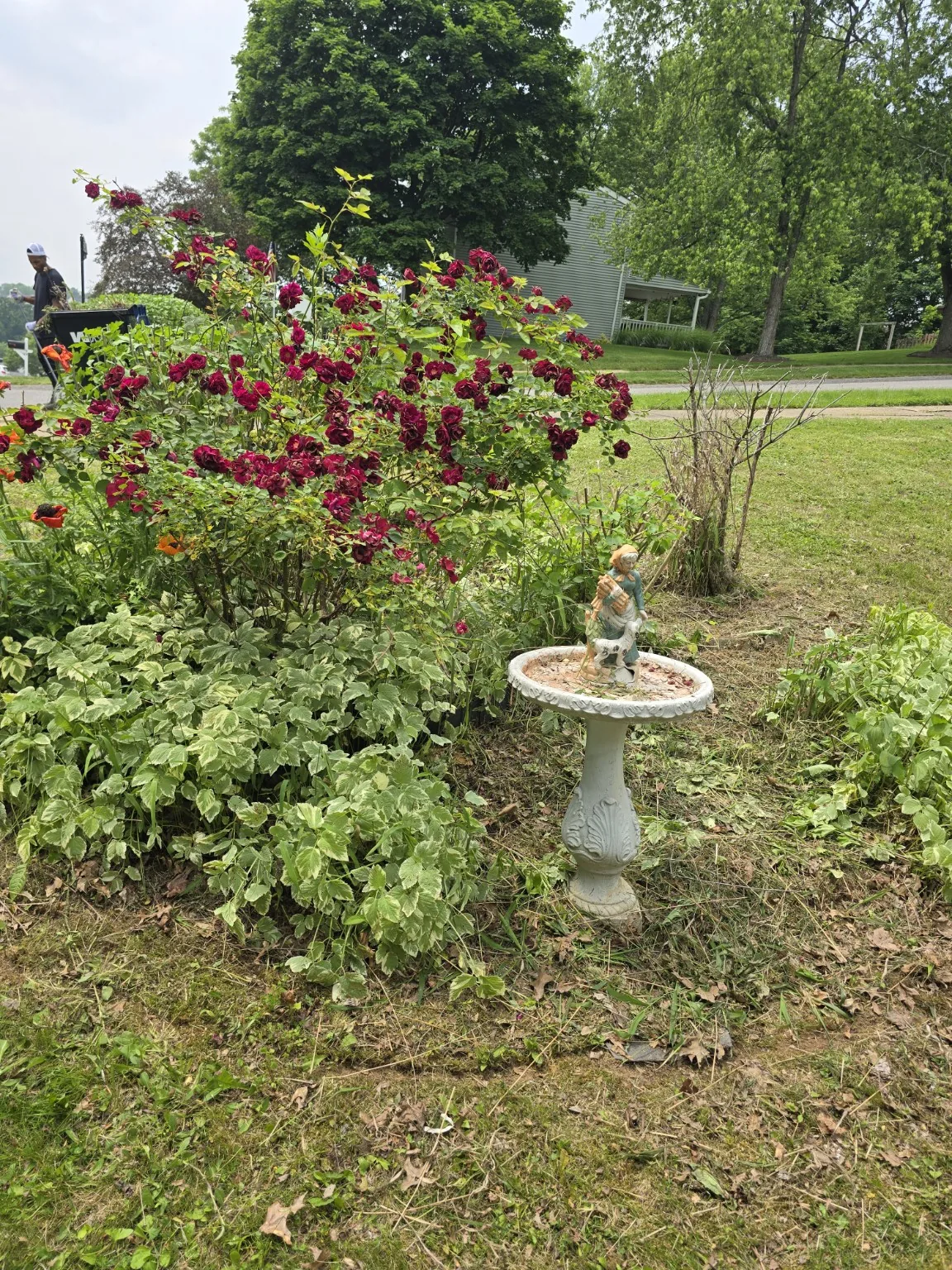 Yard and landscaping project after cleanup work