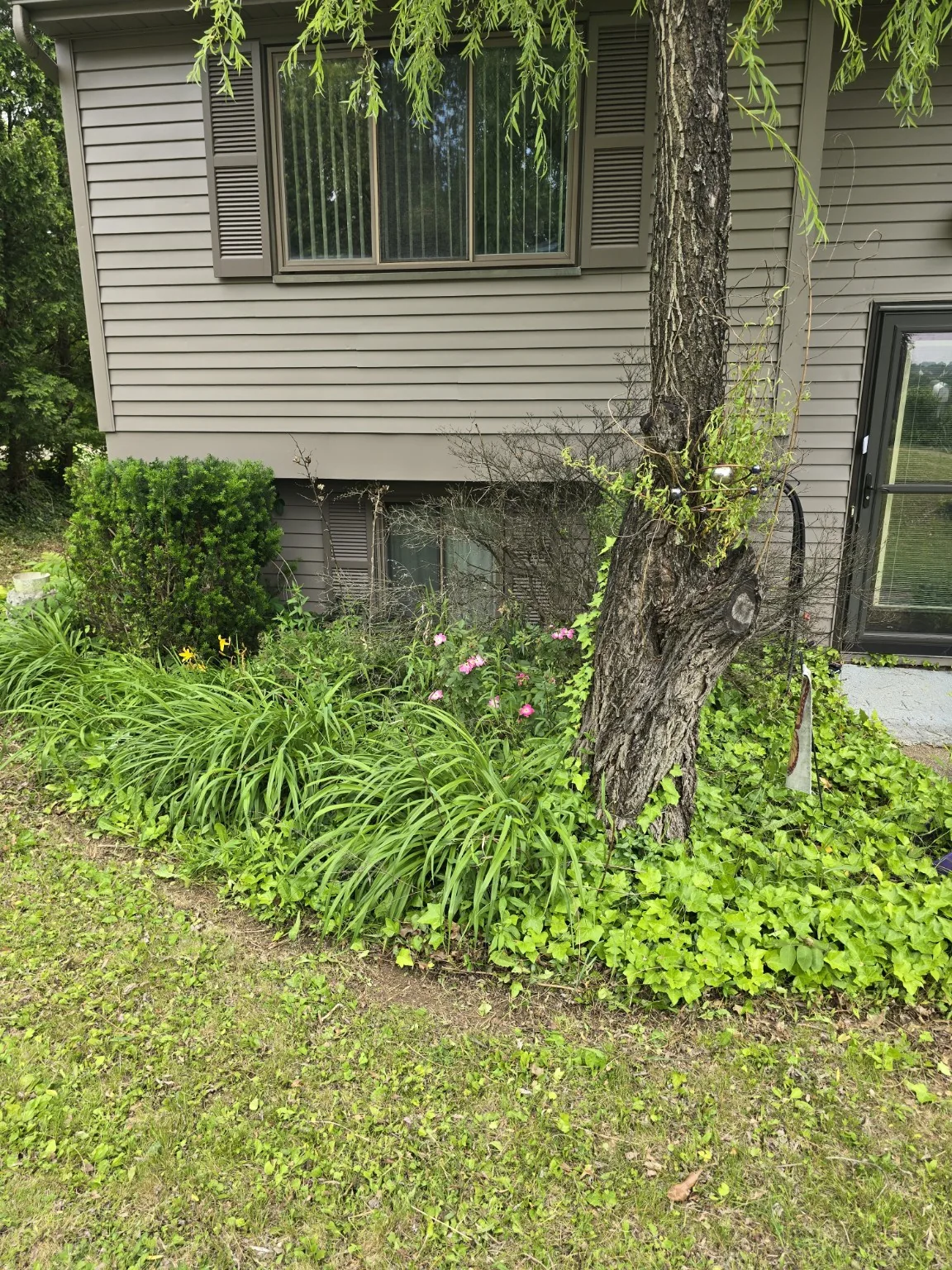 Yard and landscaping project after cleanup work