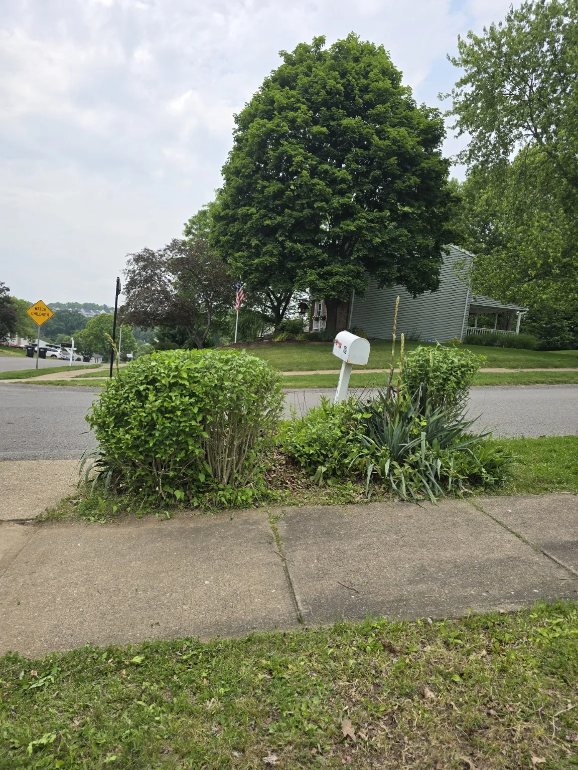 Yard and landscaping project after cleanup work