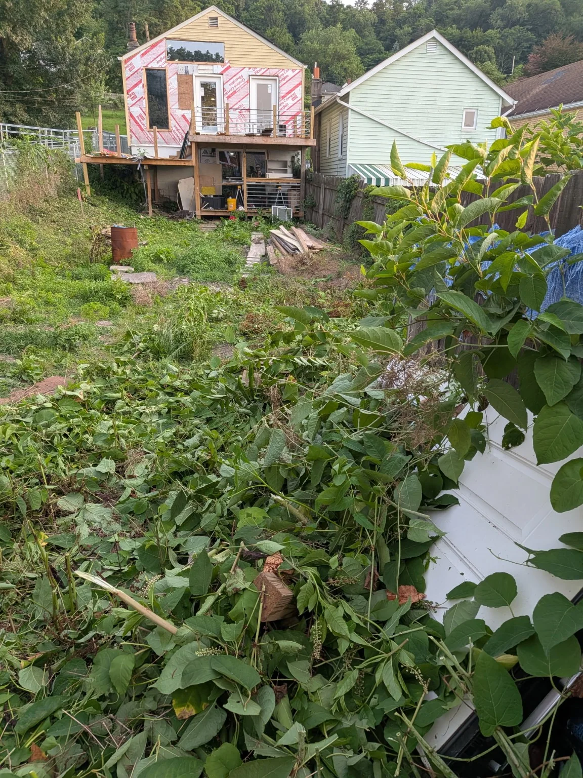 Overgrown yard before cleanup